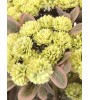 FLORA branche fleurs doubles vertes 85 cm – Lumiland